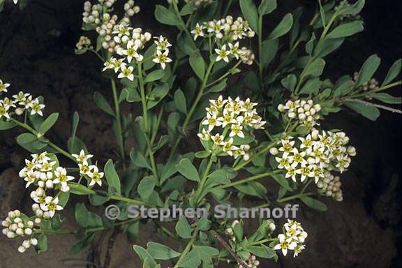 commandra umbellata ssp californica 1 graphic